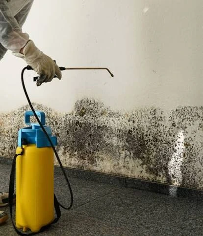 Technician applying antimicrobial treatment to black mold growth on an interior wall